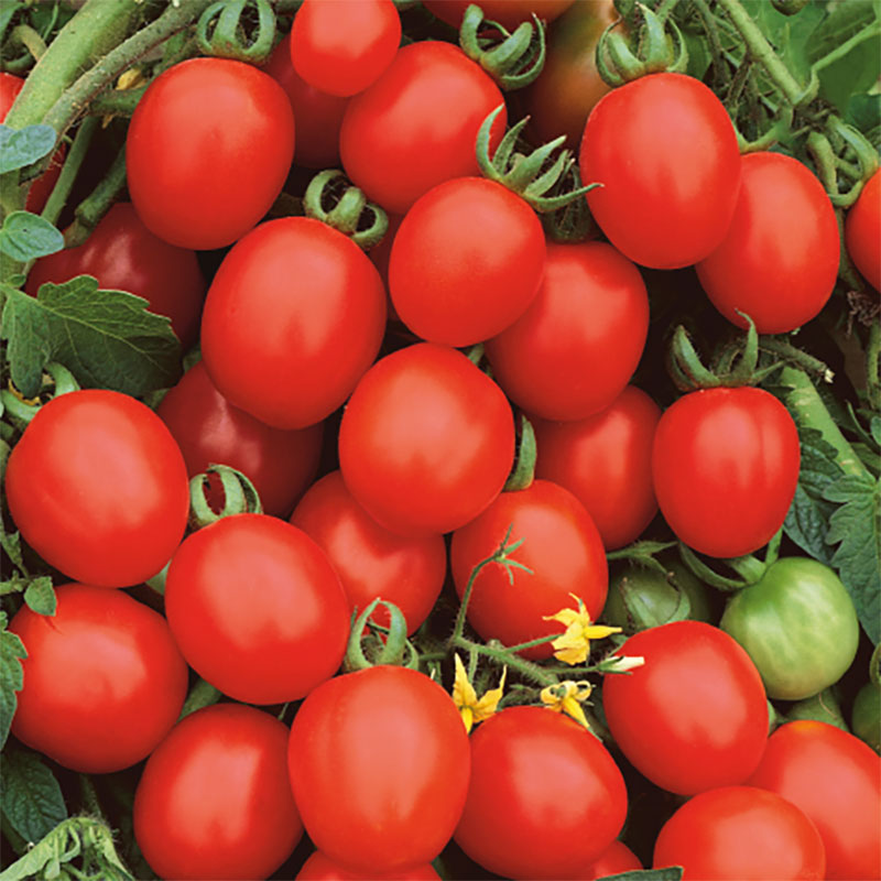Wexthuset Tomatplanta ’Principe Borghese’