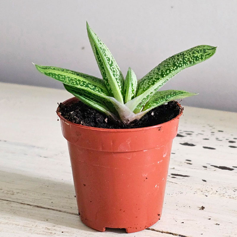 Gasteria 'Little Warty'