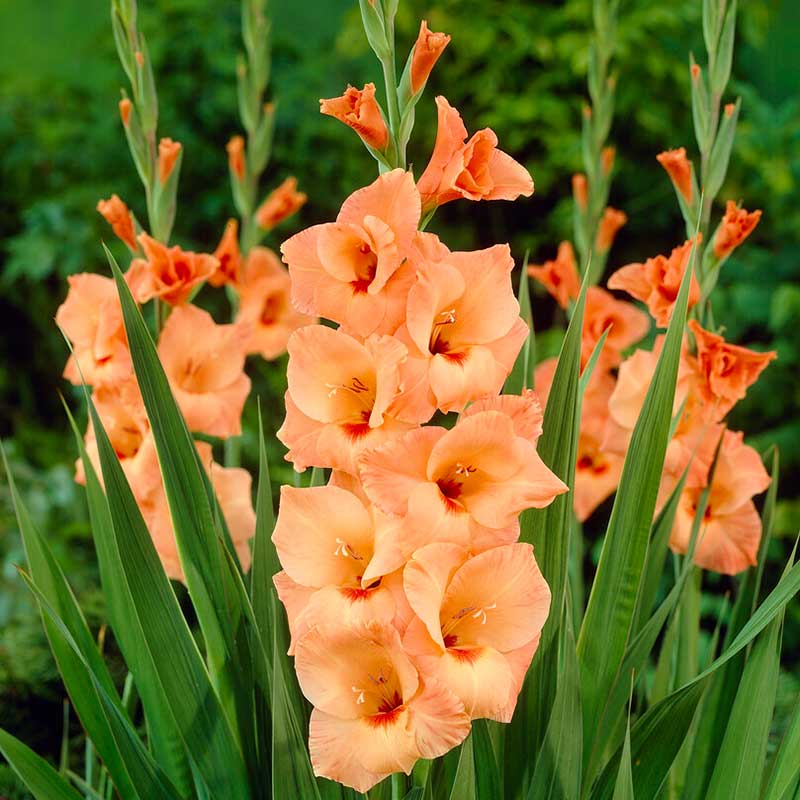 Gladiolus 'Peter Pears'