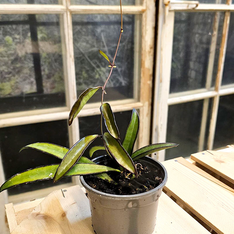 Porslinsblomma, Hoya wayetti