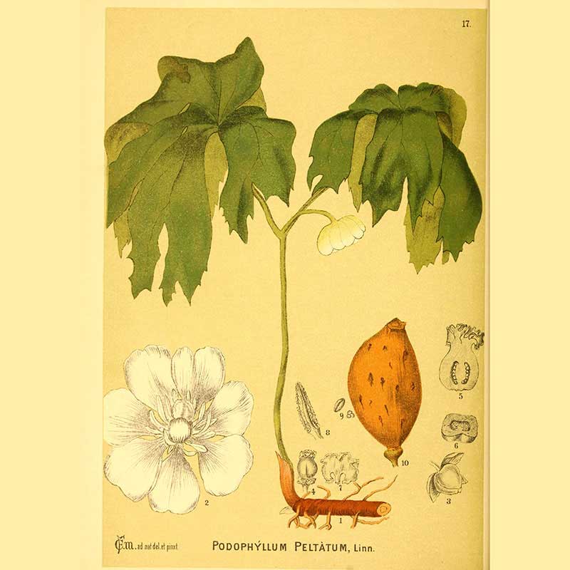 indiskt-fotblad-botanisk-plansch.jpg