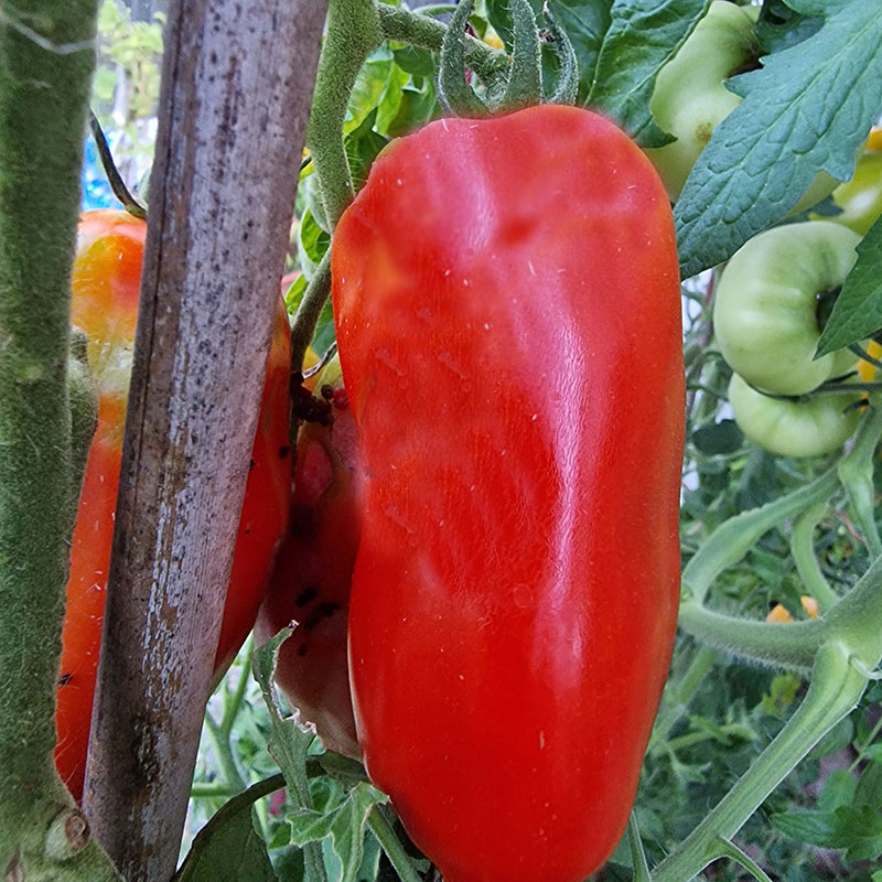 Wexthuset Tomatplanta ’Italian Paste’