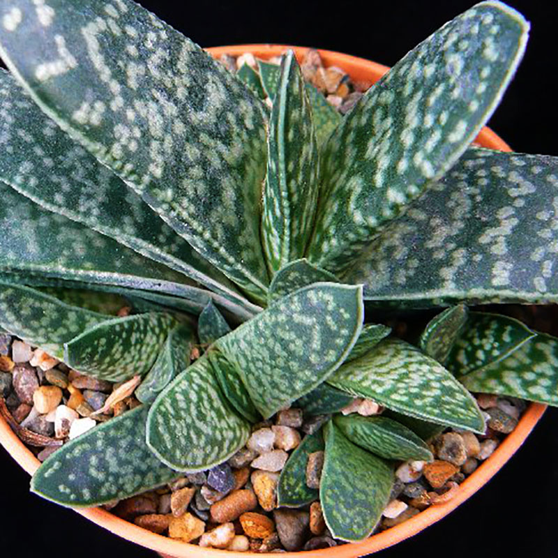 Gasteria