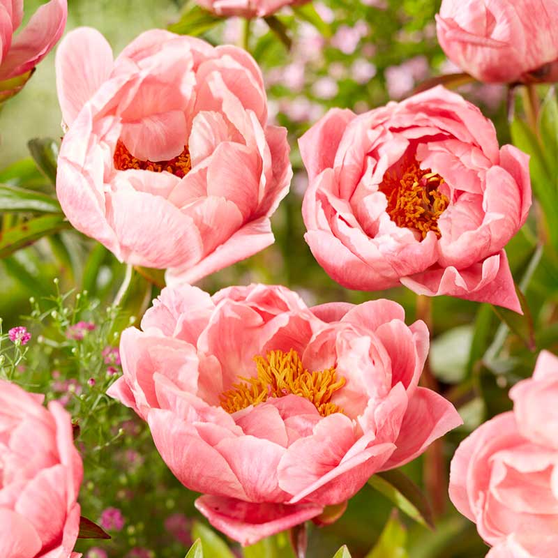 Luktpion 'Coral charm'