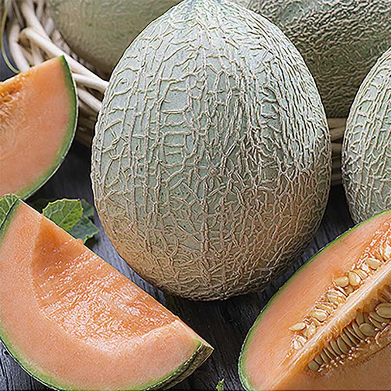 Planta av Melon Emir Wexthuset