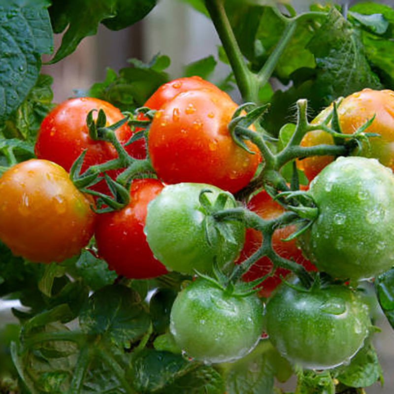 Tomatplanta 'Tiny Tim' Köp tomatplantor online! Wexthuset