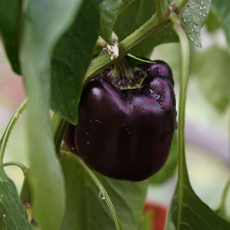 Wexthuset Paprikaplanta ’Beluga Lilac’