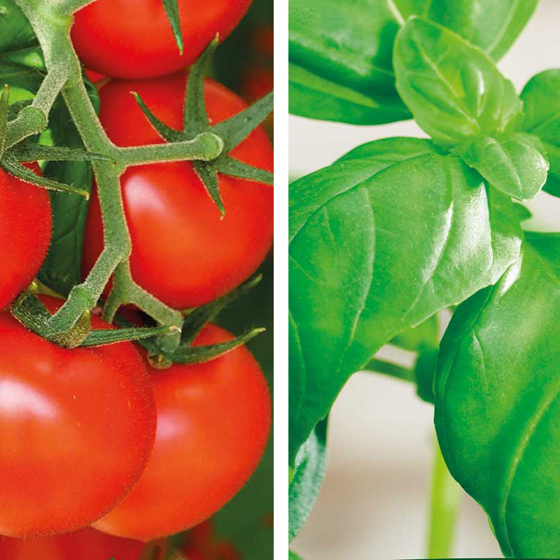 Partnerplantor – Tomat och basilika ekologisk