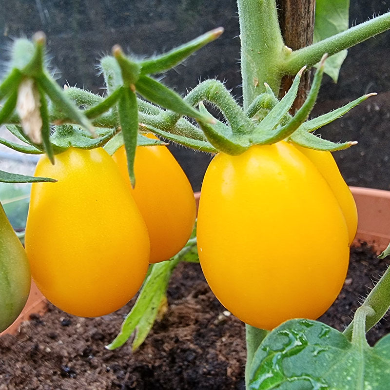 Wexthuset Tomatplanta ’Peardrops’
