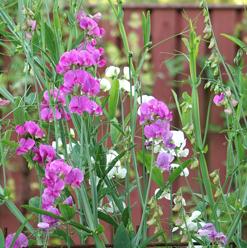 Rosenvial 'Everlasting', mix