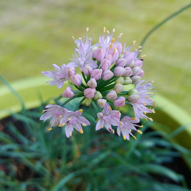 Wexthuset Prärielök Allium cernuum ’Hidcote’
