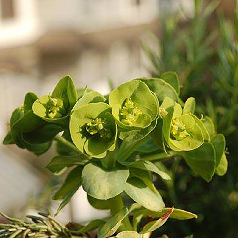 Wexthuset Euphorbia ’Robbiae’