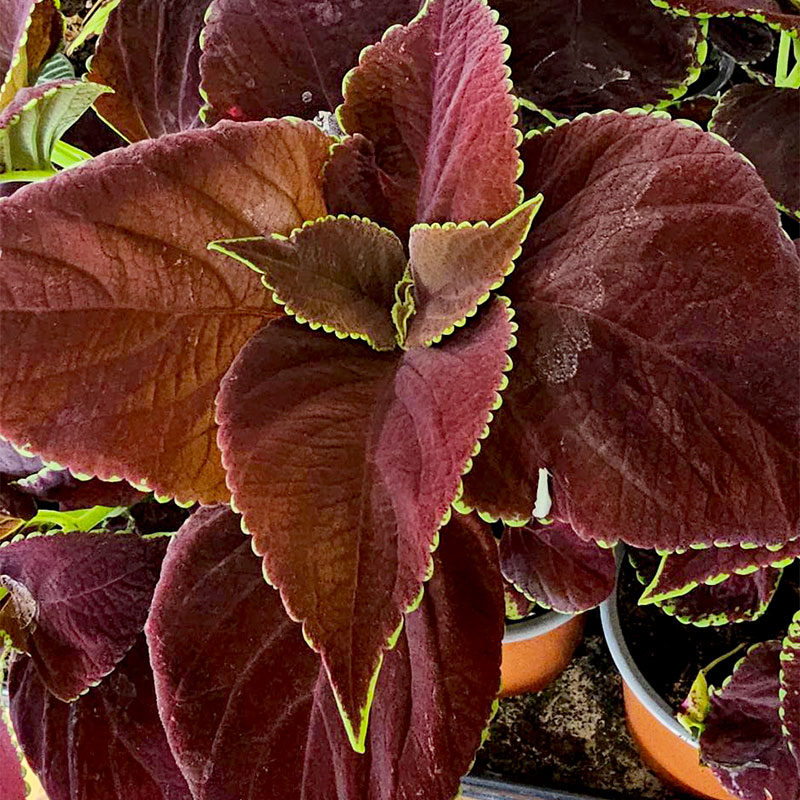 Palettblad 'Chocolate Mint'