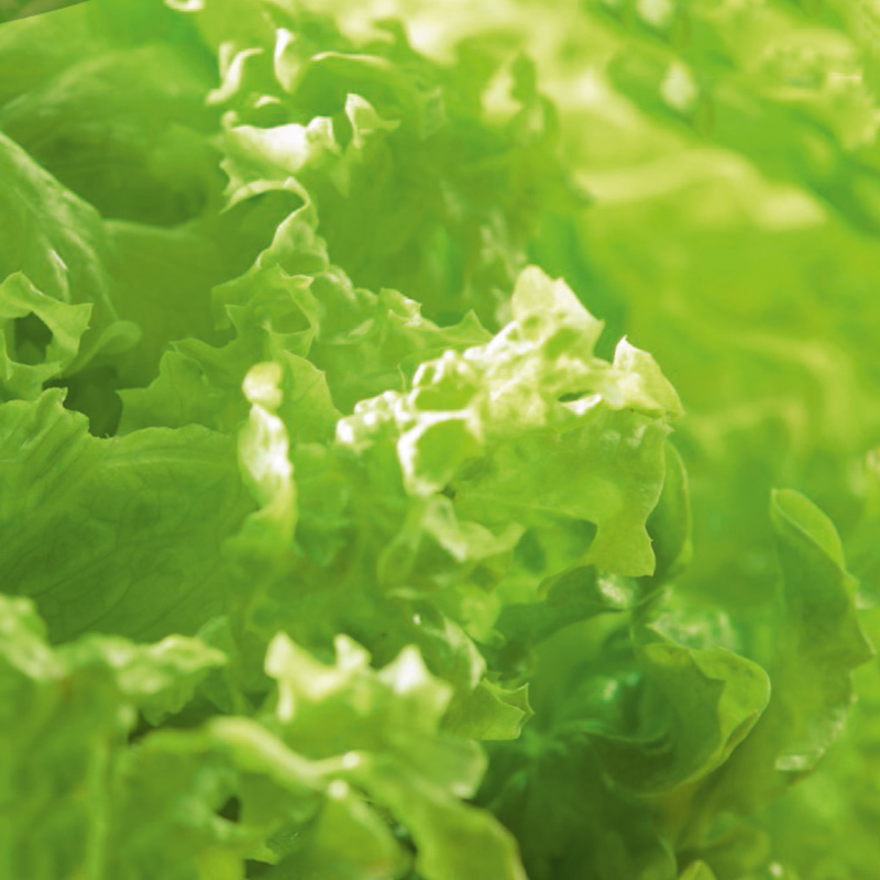 plocksallad 'bionda a foglia riccia', ekologiskt