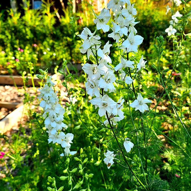 Romersk riddarsporre 'White King'