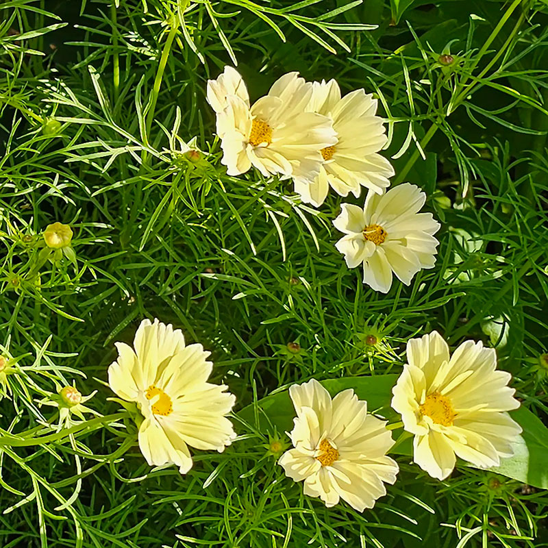 rosenskära 'xanthos', ljust citrongula blommor, dillikt bladverk, sol, ettårig.