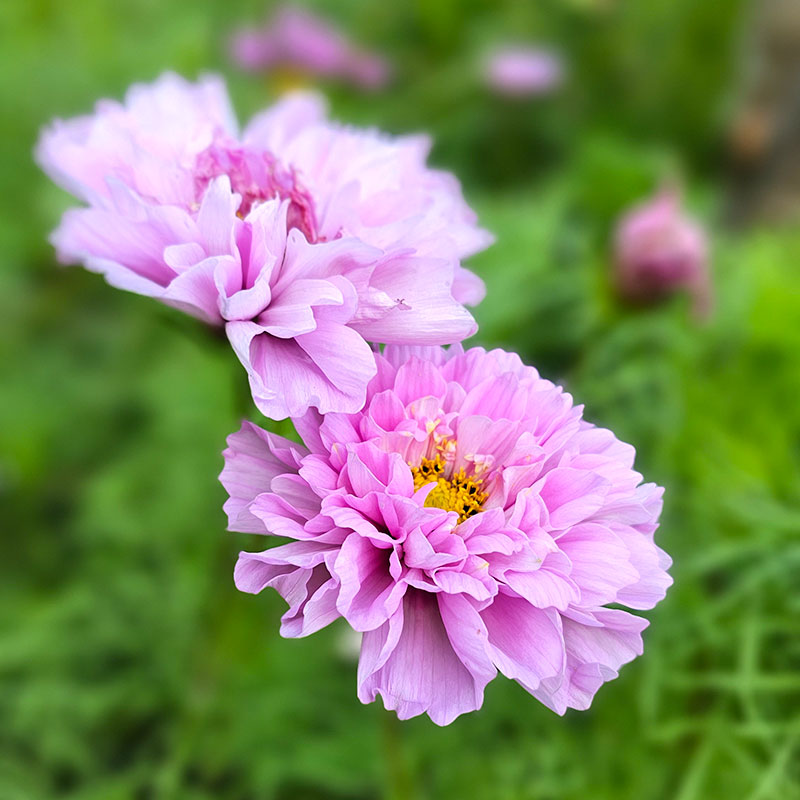 rosenskära 'double dutch rose'