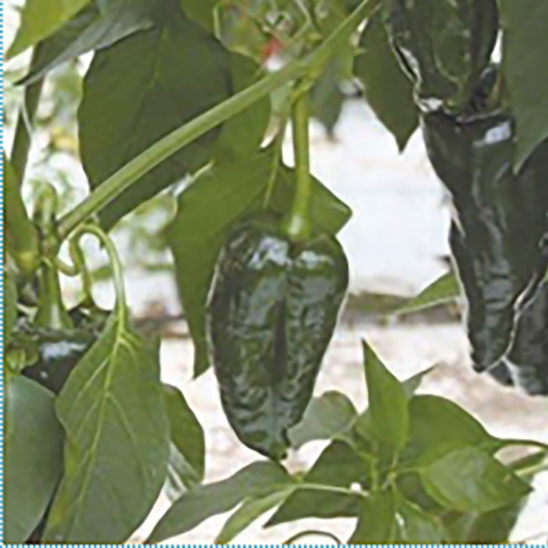 Wexthuset Chiliplanta ’Padron’