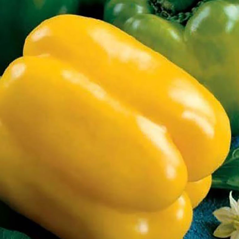 Småplanta av Paprikaplanta 'Quadrato D'asti Giallo' Köp online