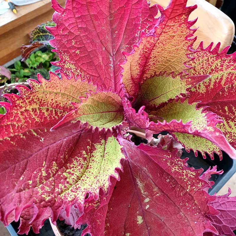 Palettblad 'Henna'
