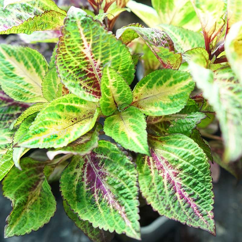 Palettblad 'Sun Rose to Lime Magic'