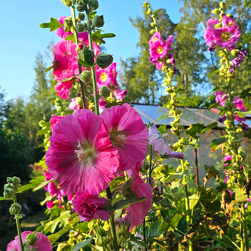 Stockros, 'Giant single pink'