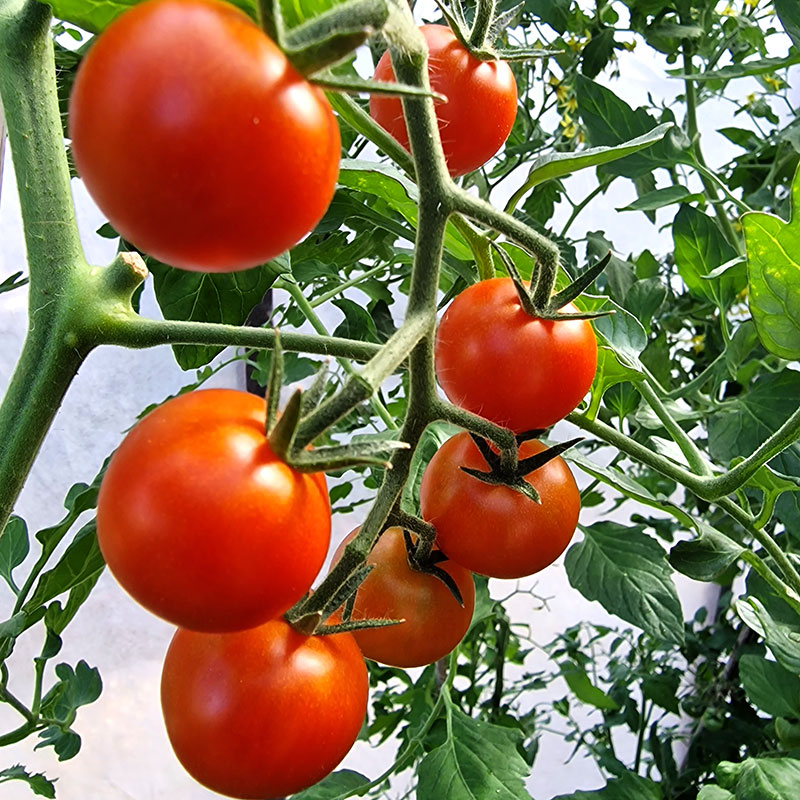 Wexthuset Tomatplanta ’Supersweet 100’