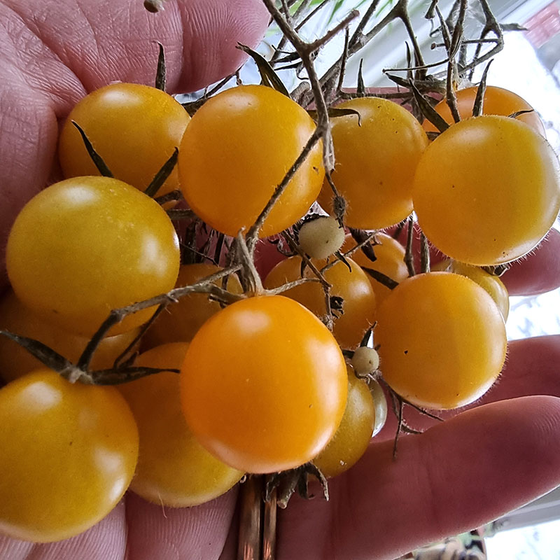 Wexthuset Tomatplanta ’Golden Pearl’