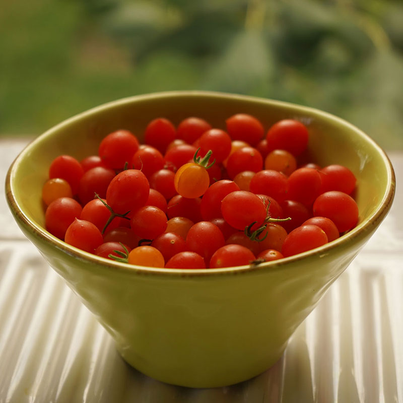 Wexthuset Tomatplanta ’100/1000’