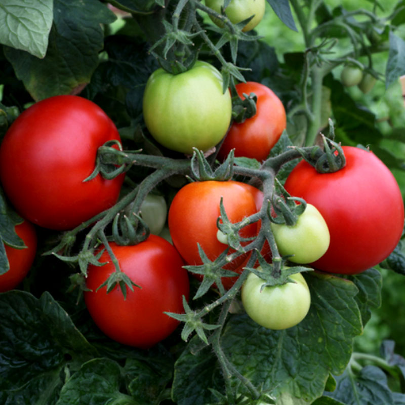 Wexthuset Tomatplanta ’Mega Bite’