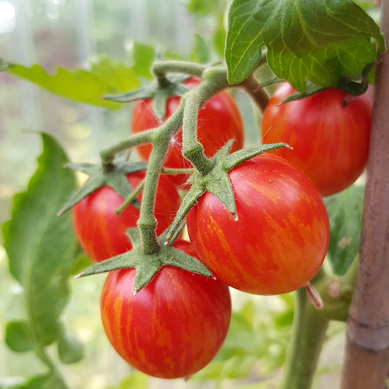 Wexthuset Tomatplanta ’Pink BumbleBee’