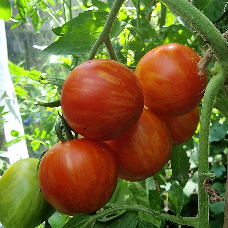 Wexthuset Tomatplanta ’Pixie Striped’