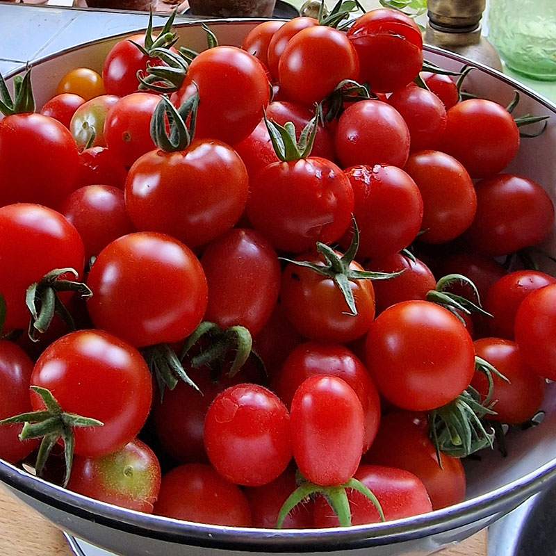 Wexthuset Tomatplanta ’Summerpearls’