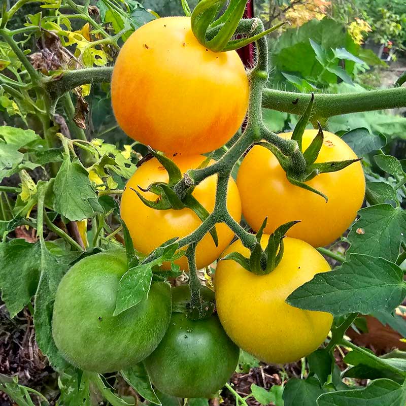 Wexthuset Tomatplanta ’Wapsipinicon’