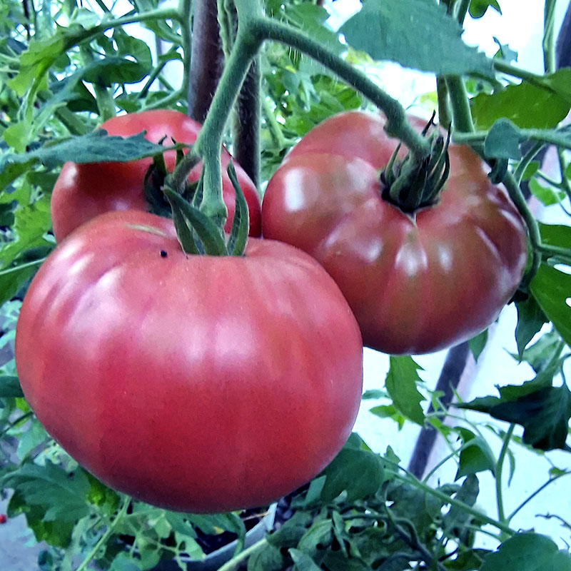 Wexthuset Tomatplanta ’Black Krim’