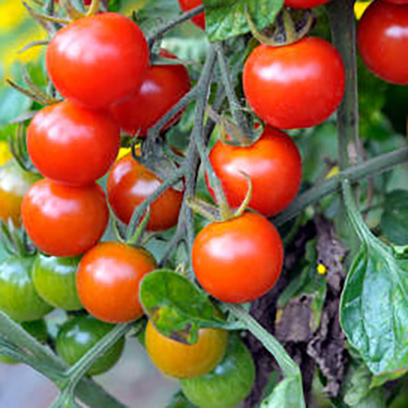 Wexthuset Tomatplanta ’Garderner’s Delight’
