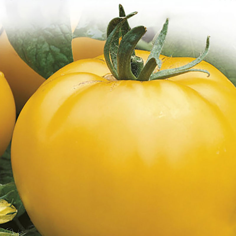 Wexthuset Tomatplanta ’Goldene Königin’