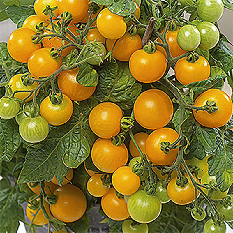 Wexthuset Tomatplanta ’Jochalos’