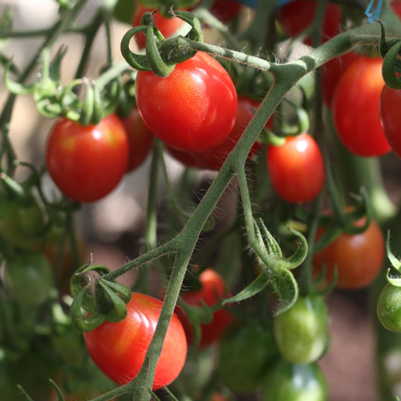 Wexthuset Tomatplanta ’Malinowy Kapturek’