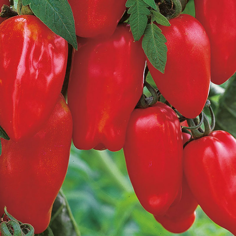 Wexthuset Tomatplanta ’San Marzano 2’