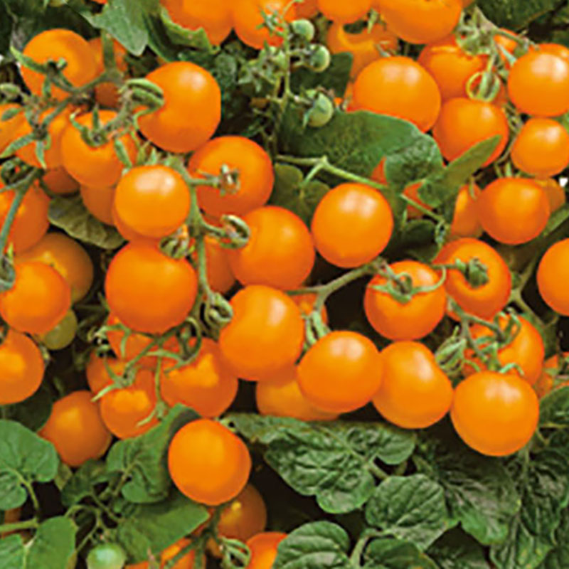 Wexthuset Tomatplanta ’Venus’