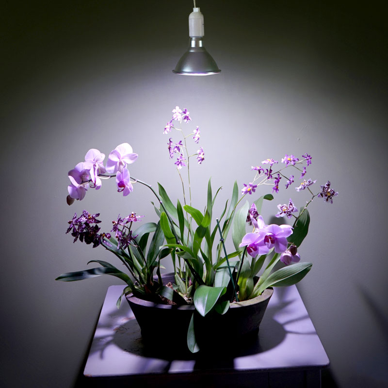 Växtlampa för orkidéer 16W