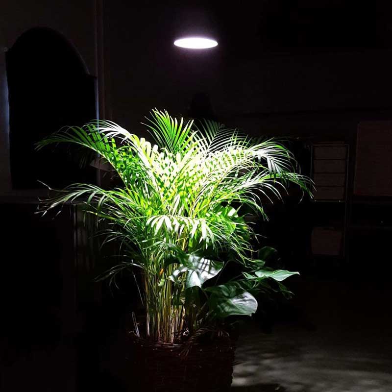 Växtbelysning till palm