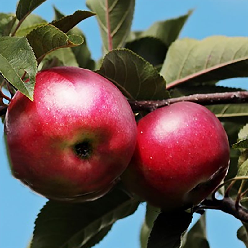 Wexthuset Ympris äpple ’Lovisa’