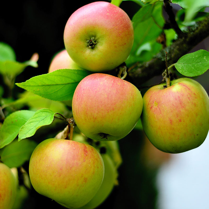 Wexthuset Ympris av äpple ’Guldparmän’
