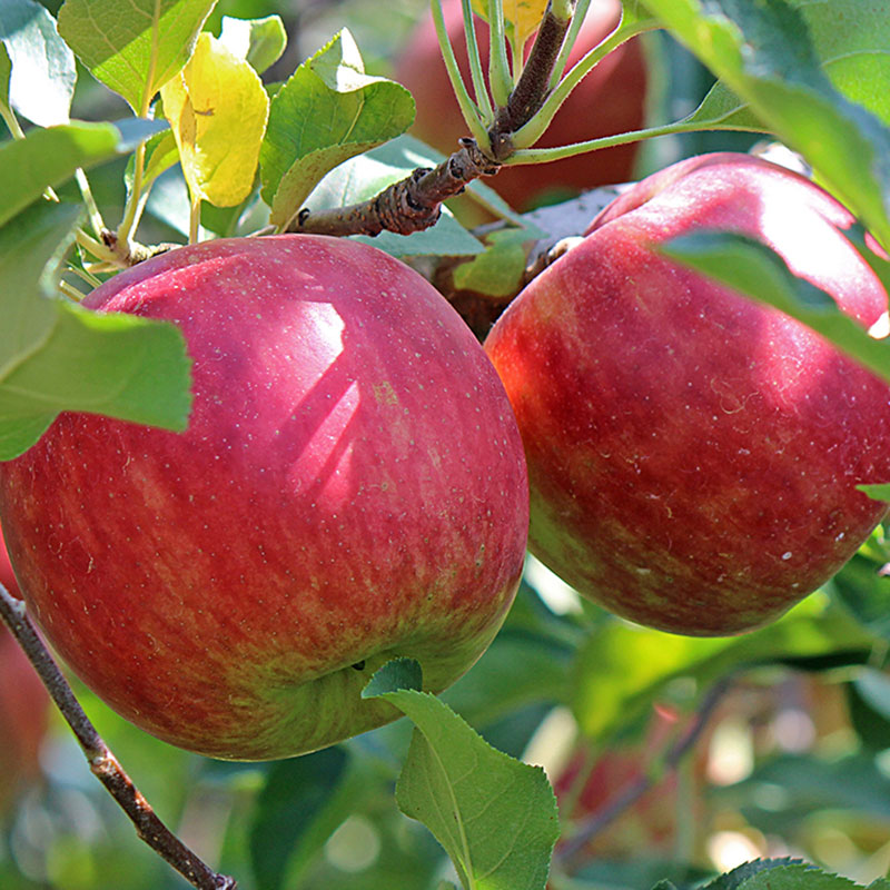 Wexthuset Ympris äpple ’Rött järnäpple’