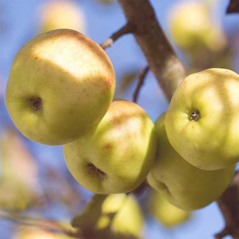 Wexthuset Ympris äpple ’Arvidsäpple’