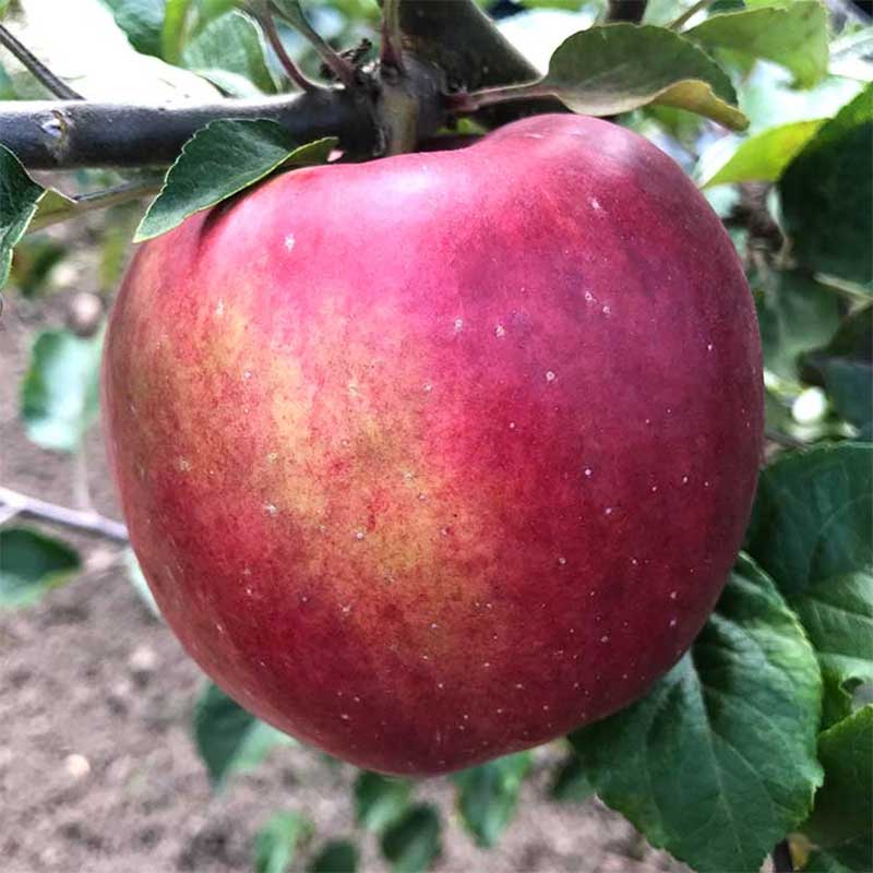 Wexthuset Ympris äpple ’Eva-Lotta’