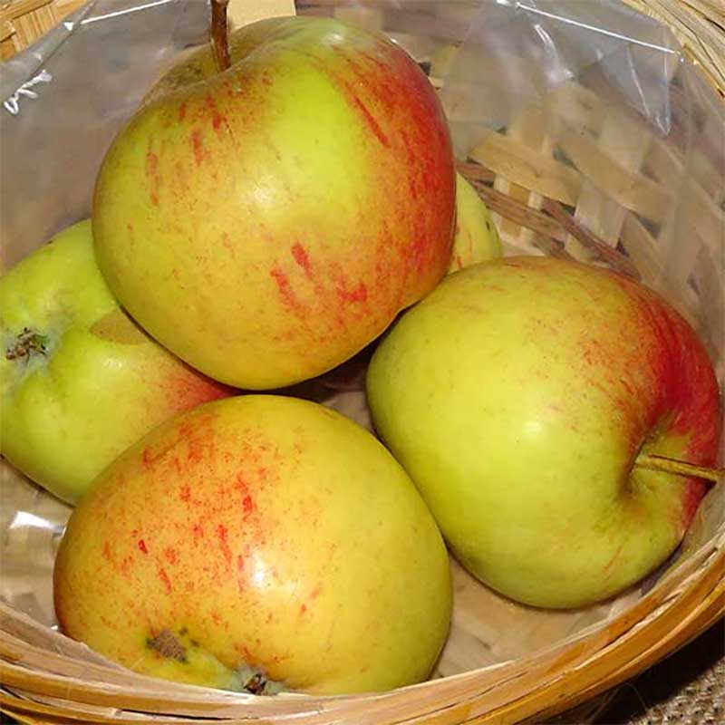 Wexthuset Ympris äpple ’Grågylling’