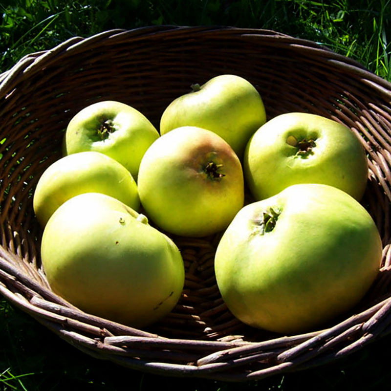 Wexthuset Ympris äpple ’Oranie’